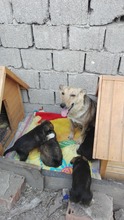 MARY, Hund, Mischlingshund in Rumänien - Bild 7