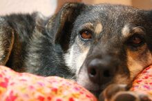 MARLI, Hund, Mischlingshund in Albig - Bild 18