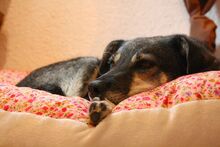 MARLI, Hund, Mischlingshund in Albig - Bild 22