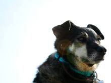 MARLI, Hund, Mischlingshund in Albig - Bild 24