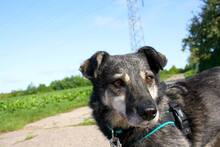 MARLI, Hund, Mischlingshund in Albig - Bild 26