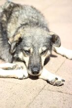 MARLI, Hund, Mischlingshund in Albig - Bild 6