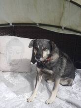 MARLI, Hund, Mischlingshund in Albig - Bild 9