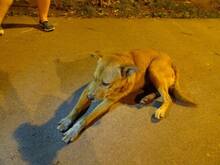 SUNI, Hund, Mischlingshund in Rumänien - Bild 1