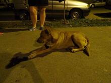 SUNI, Hund, Mischlingshund in Rumänien - Bild 2