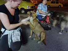 SUNI, Hund, Mischlingshund in Rumänien - Bild 4