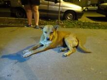 SUNI, Hund, Mischlingshund in Rumänien - Bild 5