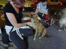 SUNI, Hund, Mischlingshund in Rumänien - Bild 7