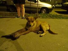 SUNI, Hund, Mischlingshund in Rumänien - Bild 8