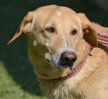 DUCK, Hund, Pyrenäenberghund-Labrador-Mix in Spanien - Bild 1