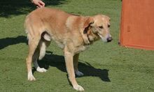 DUCK, Hund, Pyrenäenberghund-Labrador-Mix in Spanien - Bild 11