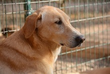 DUCK, Hund, Pyrenäenberghund-Labrador-Mix in Spanien - Bild 12