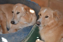 DUCK, Hund, Pyrenäenberghund-Labrador-Mix in Spanien - Bild 13