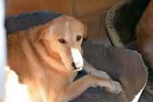 DUCK, Hund, Pyrenäenberghund-Labrador-Mix in Spanien - Bild 14