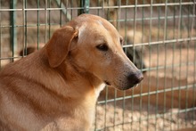 DUCK, Hund, Pyrenäenberghund-Labrador-Mix in Spanien - Bild 15