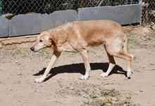 DUCK, Hund, Pyrenäenberghund-Labrador-Mix in Spanien - Bild 16