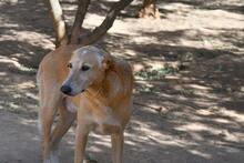DUCK, Hund, Pyrenäenberghund-Labrador-Mix in Spanien - Bild 19
