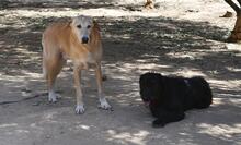 DUCK, Hund, Pyrenäenberghund-Labrador-Mix in Spanien - Bild 20