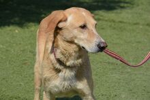 DUCK, Hund, Pyrenäenberghund-Labrador-Mix in Spanien - Bild 3