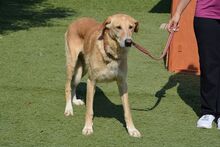 DUCK, Hund, Pyrenäenberghund-Labrador-Mix in Spanien - Bild 4
