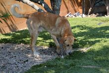 DUCK, Hund, Pyrenäenberghund-Labrador-Mix in Spanien - Bild 5