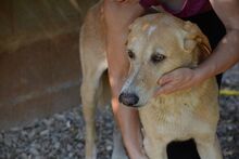 DUCK, Hund, Pyrenäenberghund-Labrador-Mix in Spanien - Bild 7