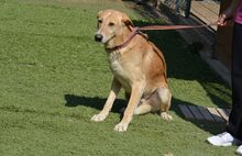 DUCK, Hund, Pyrenäenberghund-Labrador-Mix in Spanien - Bild 8
