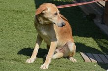 DUCK, Hund, Pyrenäenberghund-Labrador-Mix in Spanien - Bild 9