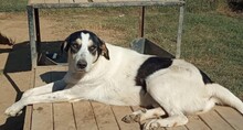 JULCHEN, Hund, Mischlingshund in Griechenland - Bild 10