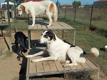 JULCHEN, Hund, Mischlingshund in Griechenland - Bild 12