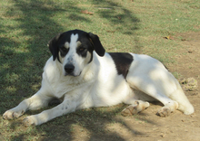 JULCHEN, Hund, Mischlingshund in Griechenland - Bild 13