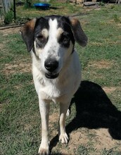 JULCHEN, Hund, Mischlingshund in Griechenland - Bild 16