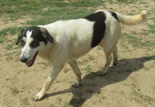 JULCHEN, Hund, Mischlingshund in Griechenland - Bild 21