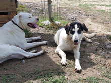 JULCHEN, Hund, Mischlingshund in Griechenland - Bild 22