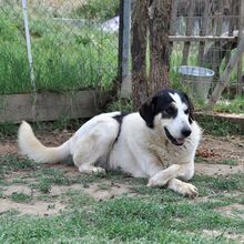 JULCHEN, Hund, Mischlingshund in Griechenland - Bild 3