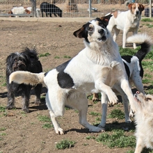 JULCHEN, Hund, Mischlingshund in Griechenland - Bild 4