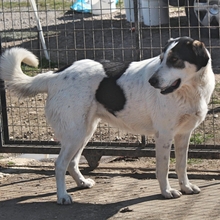 JULCHEN, Hund, Mischlingshund in Griechenland - Bild 5