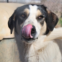 JULCHEN, Hund, Mischlingshund in Griechenland - Bild 6