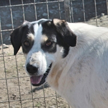 JULCHEN, Hund, Mischlingshund in Griechenland - Bild 8