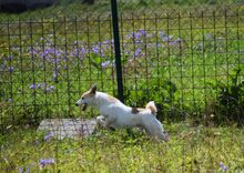 SEBI, Hund, Terrier in Slowakische Republik - Bild 3