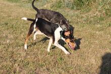 NANCY, Hund, Mischlingshund in Grafenberg - Bild 3