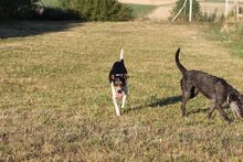 NANCY, Hund, Mischlingshund in Grafenberg - Bild 4