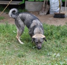 ROSI, Hund, Mischlingshund in Slowakische Republik - Bild 1