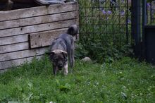 ROSI, Hund, Mischlingshund in Slowakische Republik - Bild 2