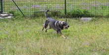 KALLIE, Hund, Mischlingshund in Slowakische Republik - Bild 1