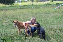 DASTYK, Hund, Mischlingshund in Slowakische Republik - Bild 2