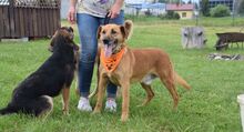 DASTYK, Hund, Mischlingshund in Slowakische Republik - Bild 4