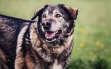 ENGIE, Hund, Mischlingshund in Slowakische Republik - Bild 1