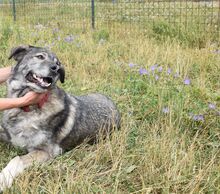 ENGIE, Hund, Mischlingshund in Slowakische Republik - Bild 2