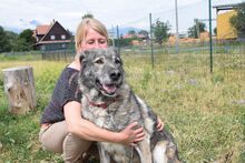 ENGIE, Hund, Mischlingshund in Slowakische Republik - Bild 3